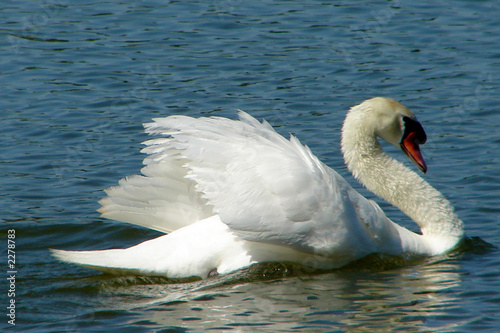 grace of a swan