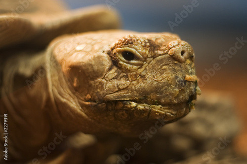 turtle having lunch © John Tomaselli