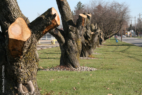 sawn trees