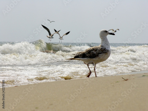 seagull