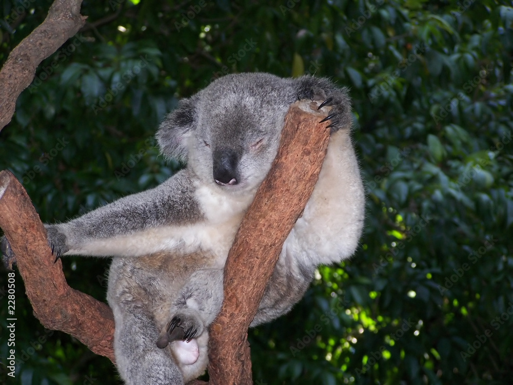 Obraz premium koala 3