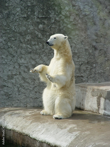 polar bear-beggar photo