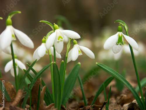 snowdrops-2