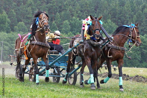 horse race. three horses in harness