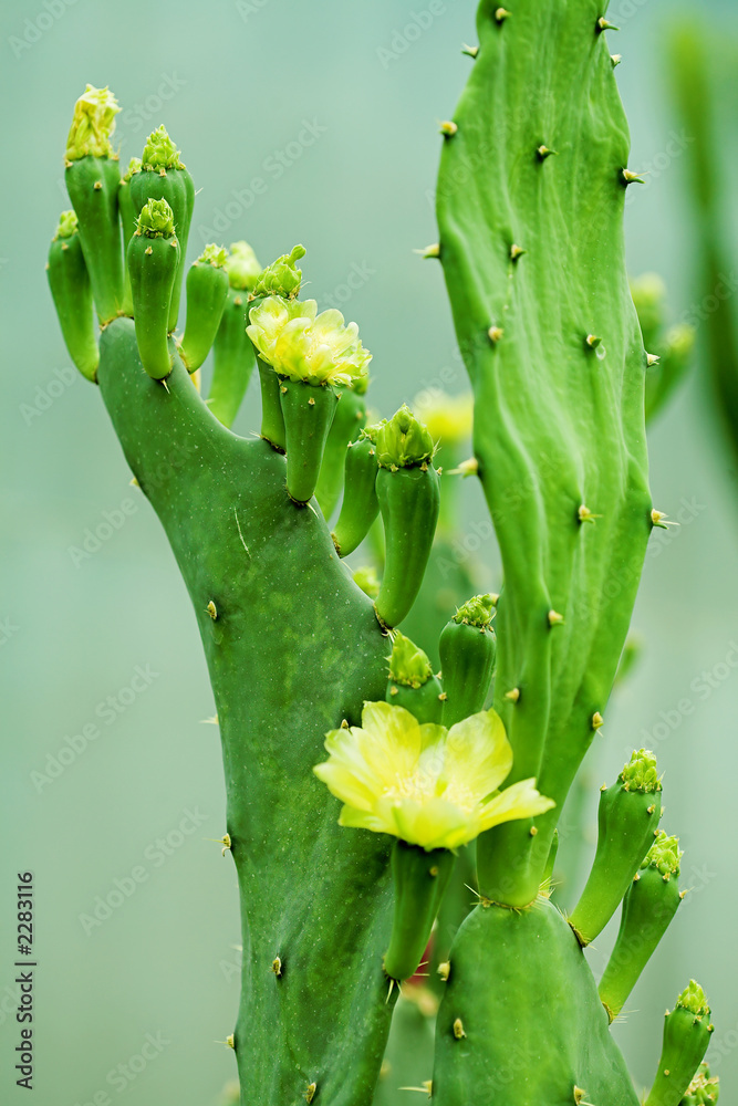Obraz premium cactus