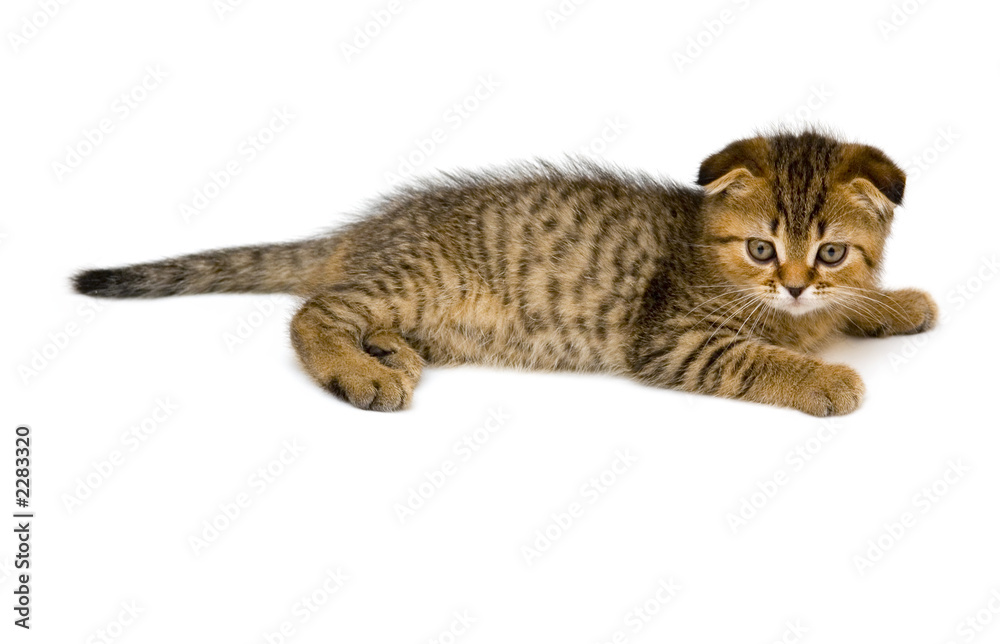 little kitten isolated on white little kitten isolated on white