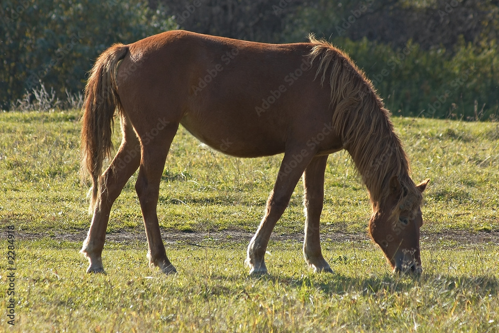 Obraz premium horse eat a grass.