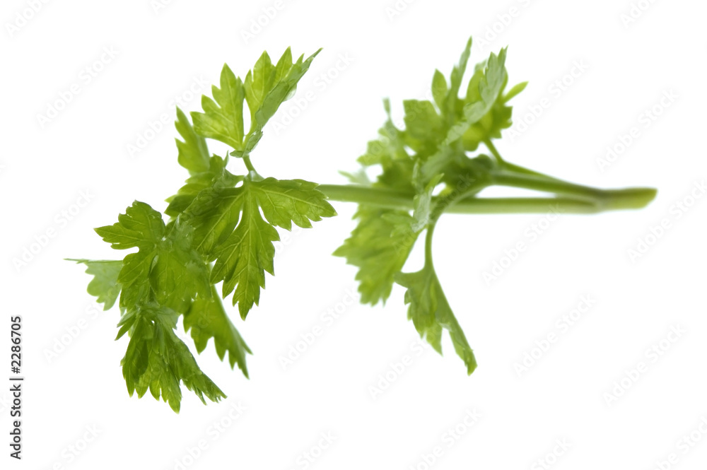 fresh parsley fresh parsley