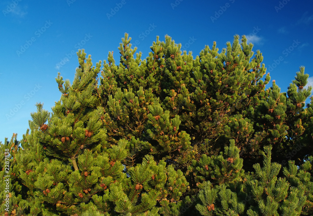 scotland. balmedie country park.