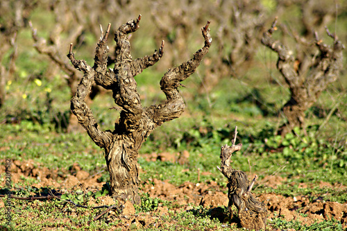 pied de vigne