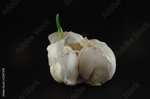 garlic