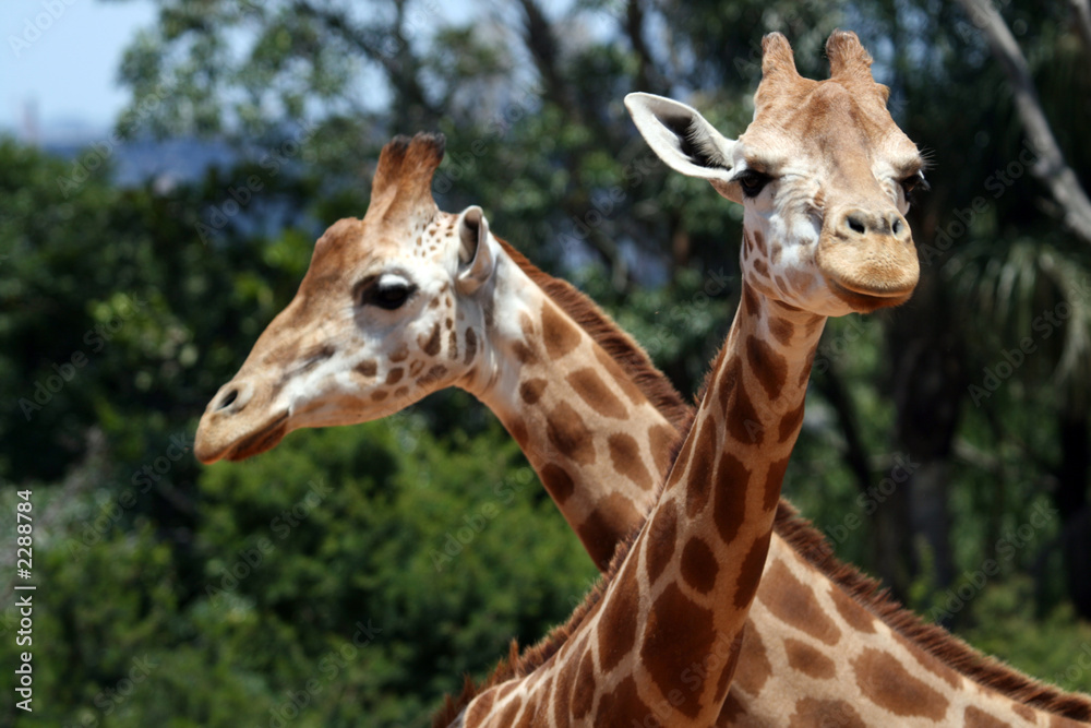 two giraffes