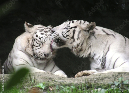 tigri bianche photo