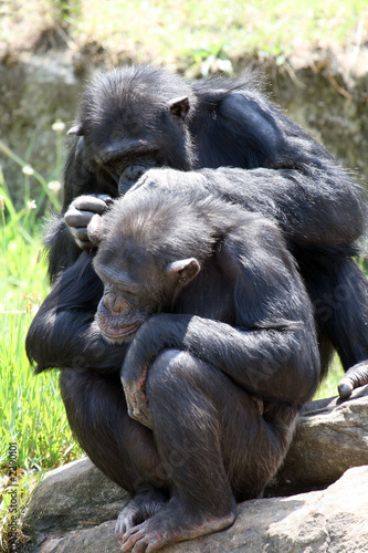 two chimpanzee playing