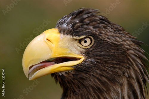 head of a see eagle