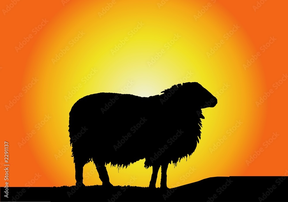 Sheep Stock Illustration Adobe Stock Sheep Stock Illustration Adobe Stock