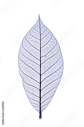 blue leaf