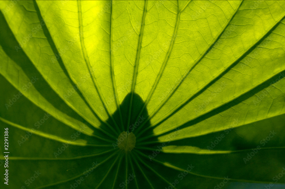back lit louts leaf back lit louts leaf