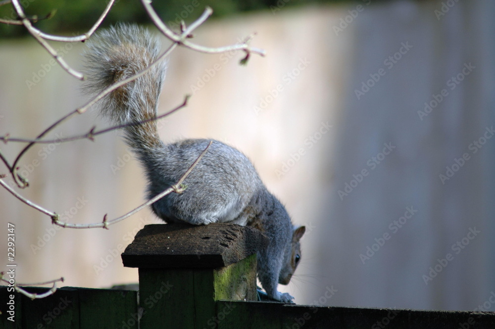 Obraz premium squirel