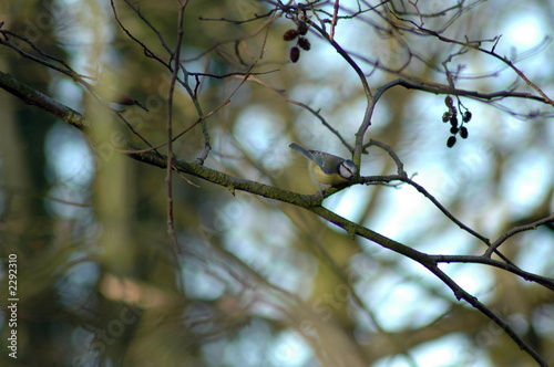 bluetit