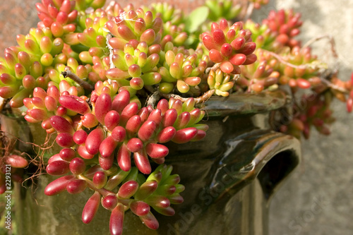 succulent nature