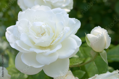 white rose with bud