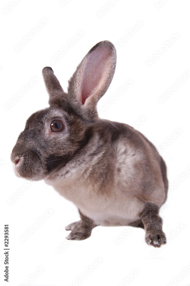 Obraz premium big headed bunny