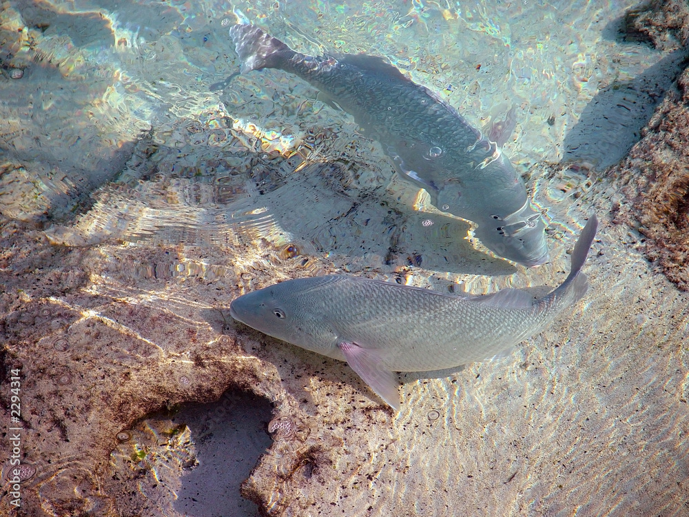Fototapeta premium fishes