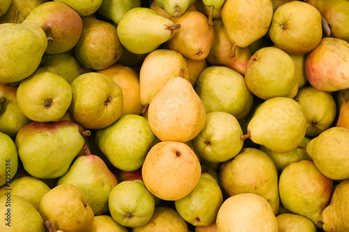 harvest time for pears