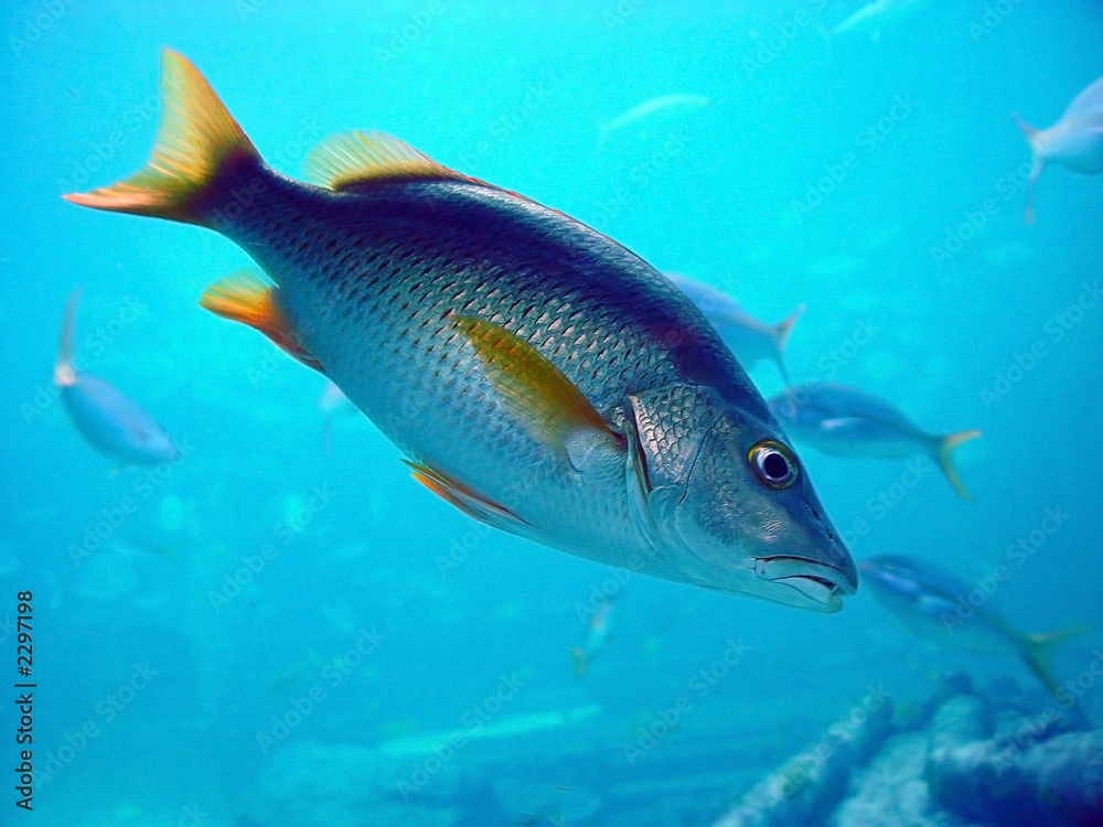 fishes fishes