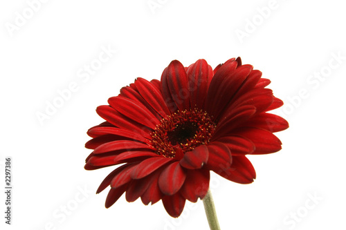 gerbera © AMZphoto