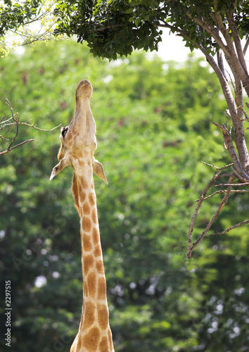stretching giraffe