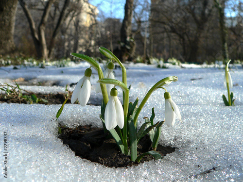 snowdrops rising from the snow i
