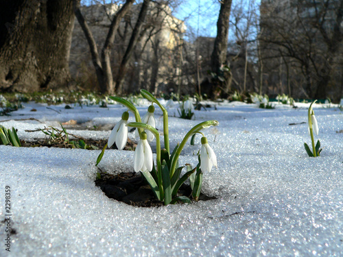 snowdrops rising from the snow