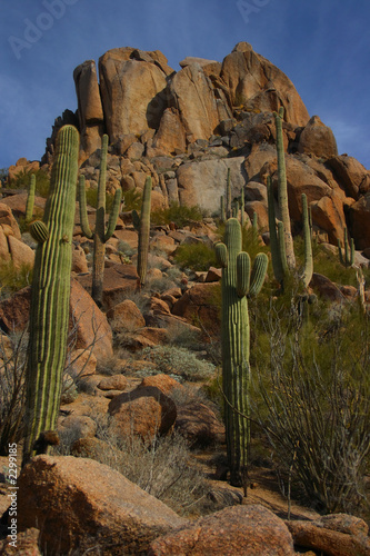 vertical desert scenic with boulders and saguaros