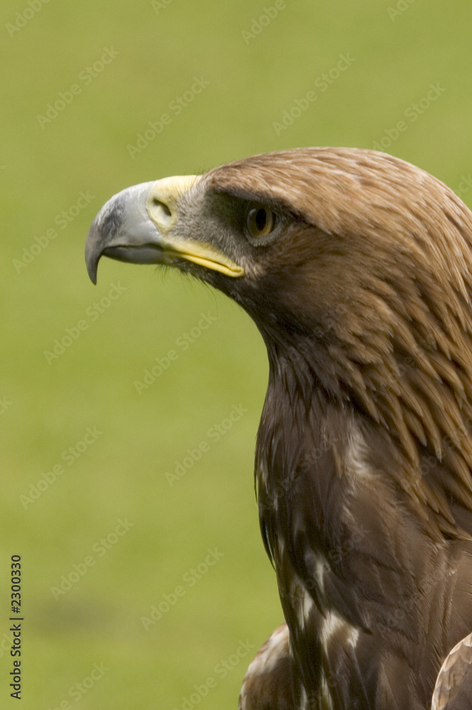 Fototapeta premium golden eagle