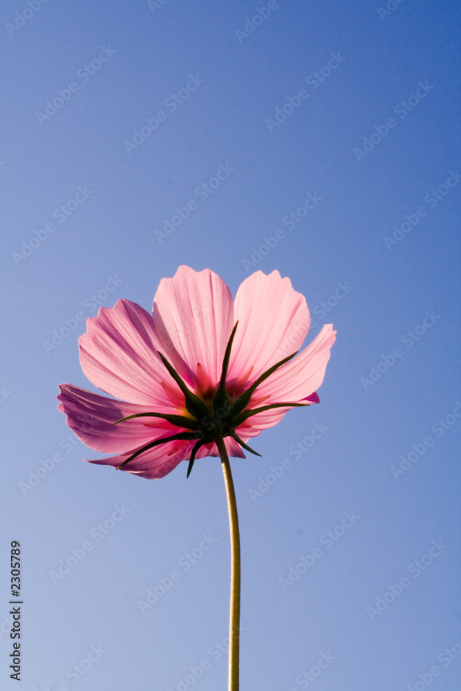 ao_061008_3199.cr2.dng blume