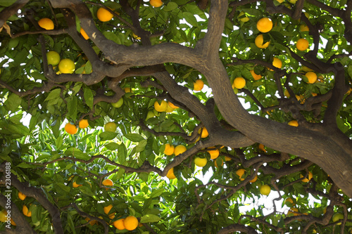 under the lemon tree