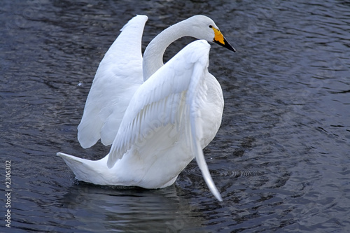 swan ballet