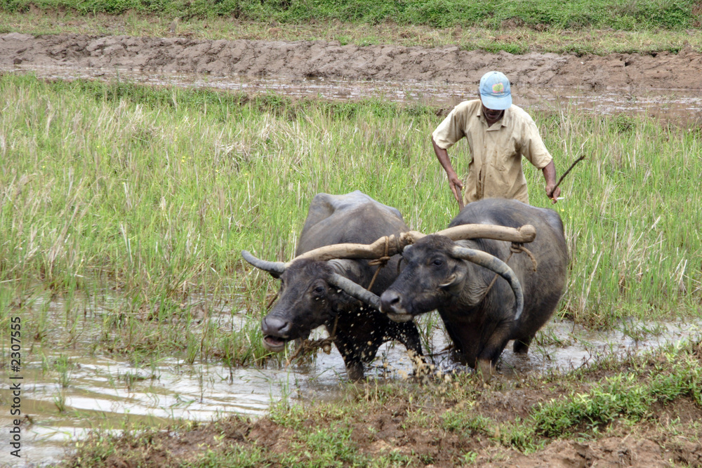 travail de la terre au sri lanka