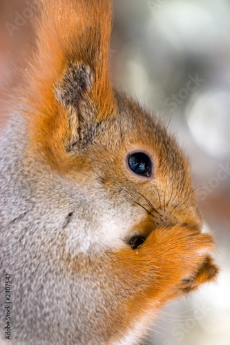 squirrel