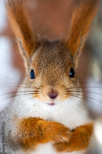 squirrel