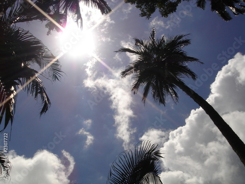 palmiers dans le ciel