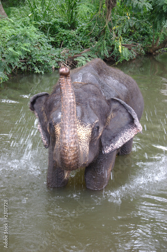 eléphant dans une rivière - sri lanka