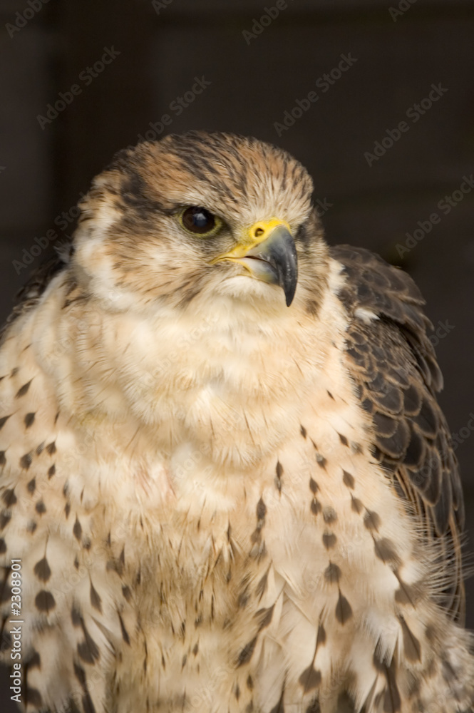Fototapeta premium peregrine falcon