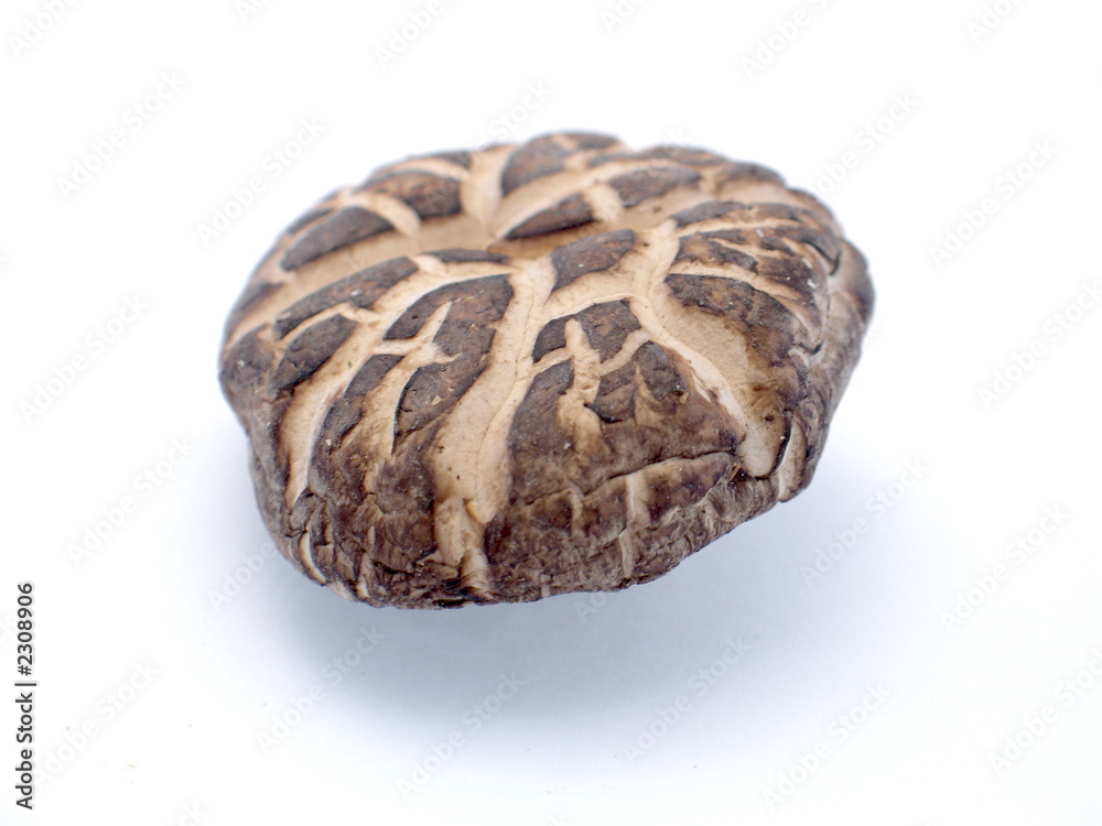 getrokneter shiitake pilz getrokneter shiitake pilz