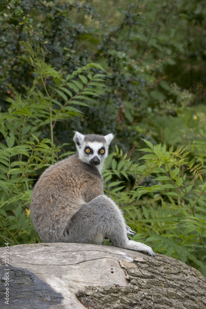 Obraz premium ring-tailed lemur sitting on a tree stump