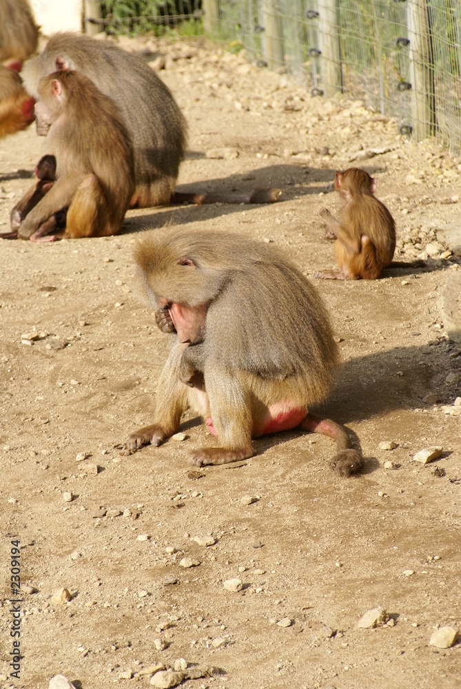 Fototapeta premium singe