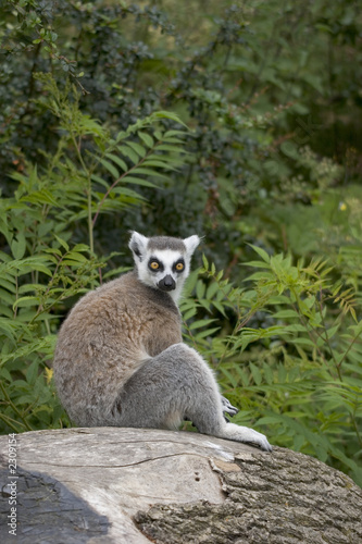 ring-tailed lemur sitting on a tree stump