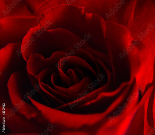 closeup of a red rose